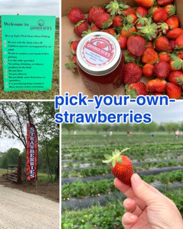 Strawberry Picking Places in Abilene Texas