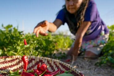 Strawberry Picking Places in Albuquerque New Mexico