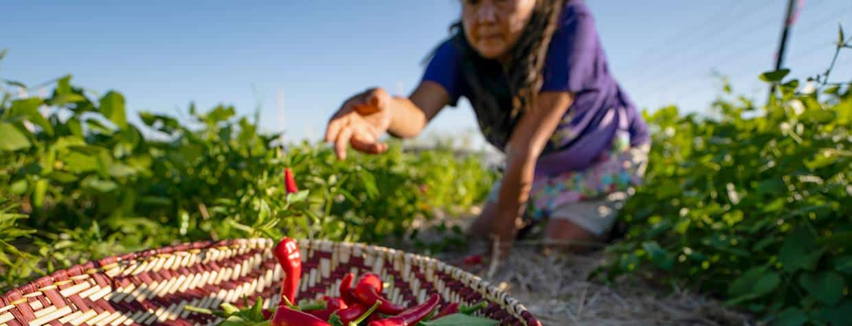 Strawberry Picking Places in Albuquerque New Mexico