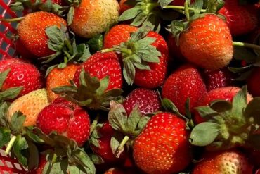 Strawberry Picking Places in Allen Texas