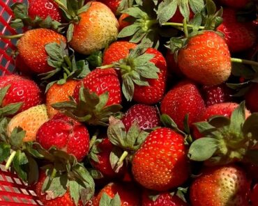 Strawberry Picking Places in Allen Texas