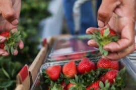 Strawberry Picking Places in Amarillo Texas