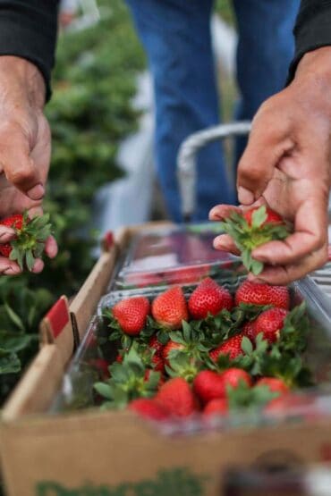 Strawberry Picking Places in Amarillo Texas