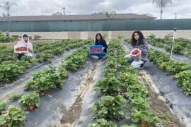 Strawberry Picking Places in Anaheim California