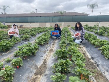 Strawberry Picking Places in Anaheim California