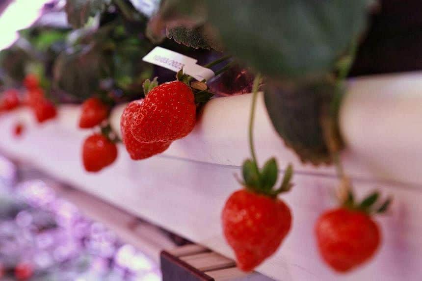 Strawberry Picking Places In Ang Mo Kio 