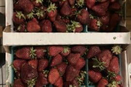 Strawberry Picking Places in Antioch California