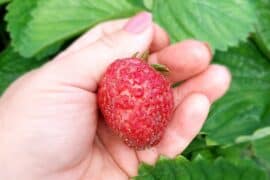 Strawberry Picking Places in Arden-Arcade California