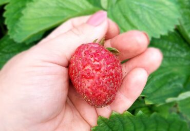 Strawberry Picking Places in Arden-Arcade California