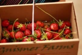 Strawberry Picking Places in Arlington Texas