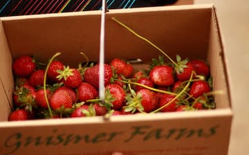 Strawberry Picking Places in Arlington Texas