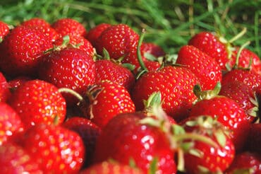 Strawberry Picking Places in Auburn Washington