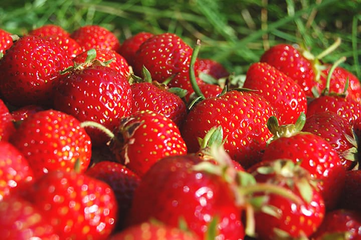 Strawberry Picking Places In Auburn Washington 