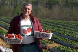 Strawberry Picking Places in Augusta-Richmond County Georgia