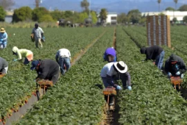 Strawberry Picking Places in Bakersfield California