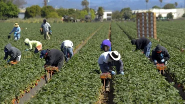 Strawberry Picking Places in Bakersfield California