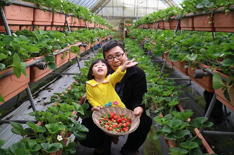 Strawberry Picking Places in Bishan