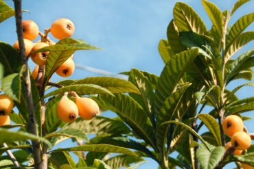 Strawberry Picking Places in Brownsville Texas