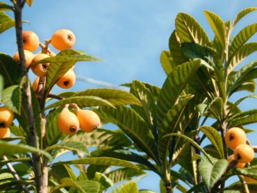 Strawberry Picking Places in Brownsville Texas