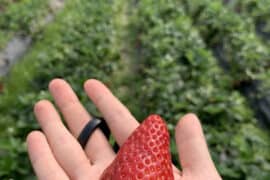 Strawberry Picking Places in Bukit Merah