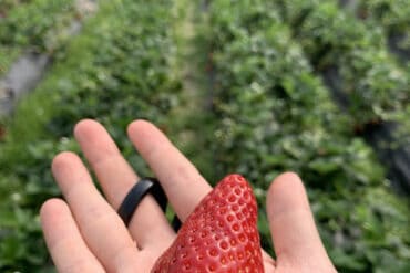 Strawberry Picking Places in Bukit Merah