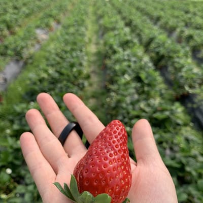 Strawberry Picking Places in Bukit Merah