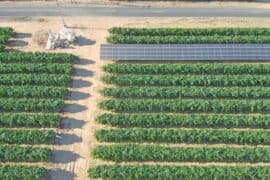 Strawberry Picking Places in Carmichael California