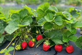 Strawberry Picking Places in Carrollton Texas