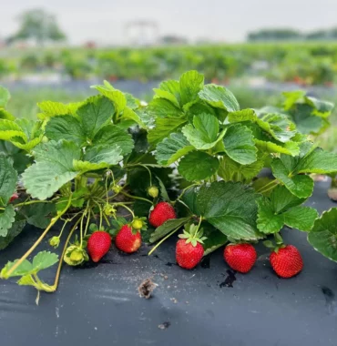 Strawberry Picking Places in Carrollton Texas