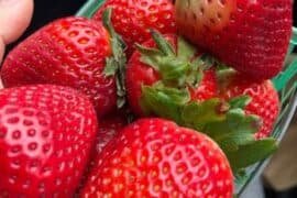 Strawberry Picking Places in Carson California