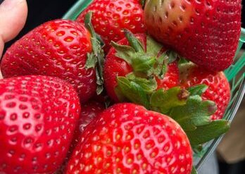 Strawberry Picking Places in Carson California