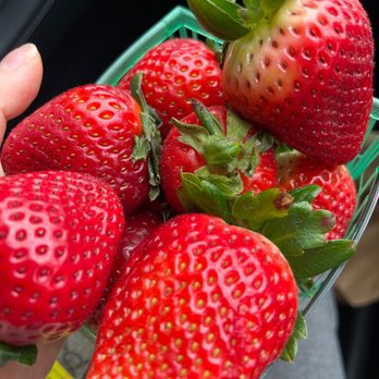 Strawberry Picking Places in Carson California