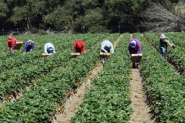 Strawberry Picking Places in Castro Valley California