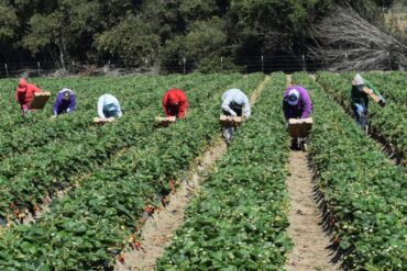 Strawberry Picking Places in Castro Valley California