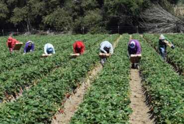 Strawberry Picking Places in Castro Valley California