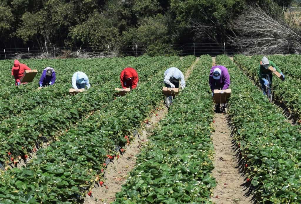 Strawberry Picking Places in Castro Valley California