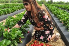 Strawberry Picking Places in Cedar Park Texas