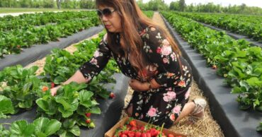 Strawberry Picking Places in Cedar Park Texas