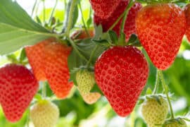 Strawberry Picking Places in Chandler Arizona