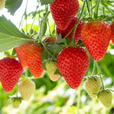 Strawberry Picking Places in Chandler Arizona