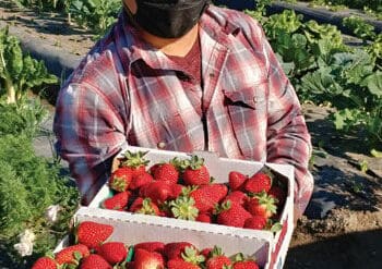 Strawberry Picking Places in Chino California