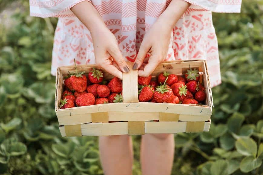 Strawberry Picking Places in Chula Vista California