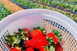 Strawberry Picking Places in Columbus Georgia