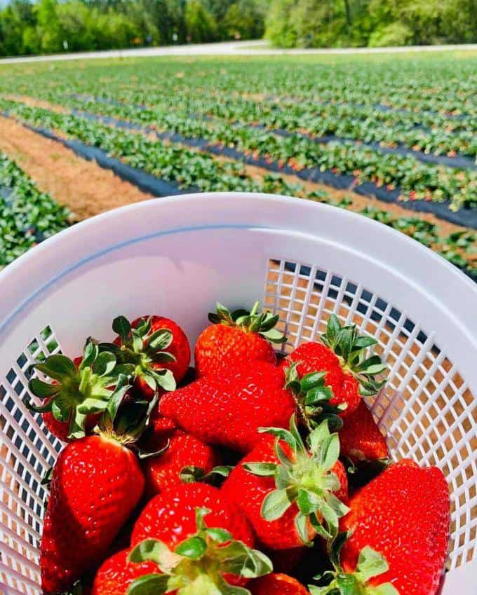 Strawberry Picking Places in Columbus Georgia