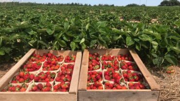 Strawberry Picking Places in Compton California