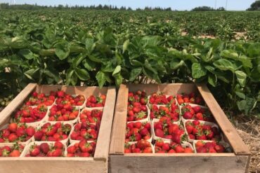 Strawberry Picking Places in Compton California