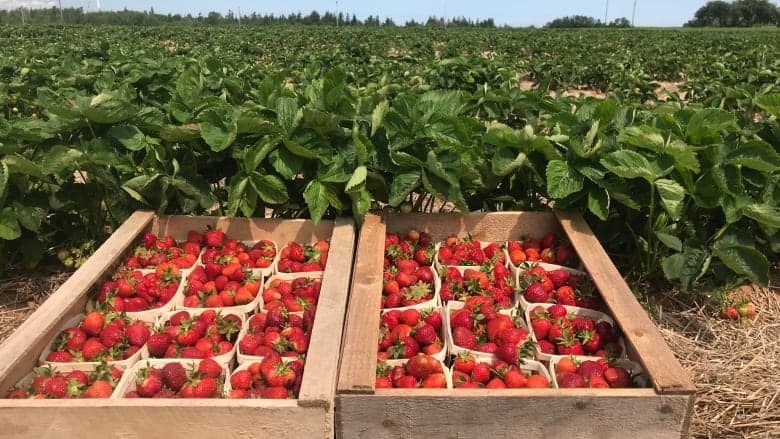 Strawberry Picking Places In Compton California 