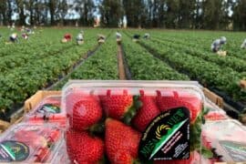 Strawberry Picking Places in Corona California