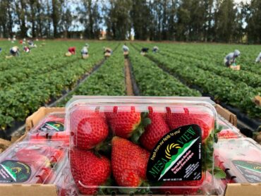 Strawberry Picking Places in Corona California