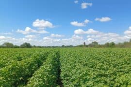 Strawberry Picking Places in Corpus Christi Texas